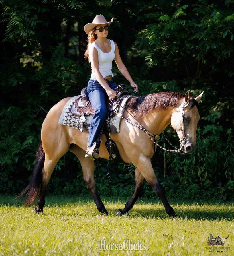 "Zeus " Buckskin Gelding Quarter Horse
