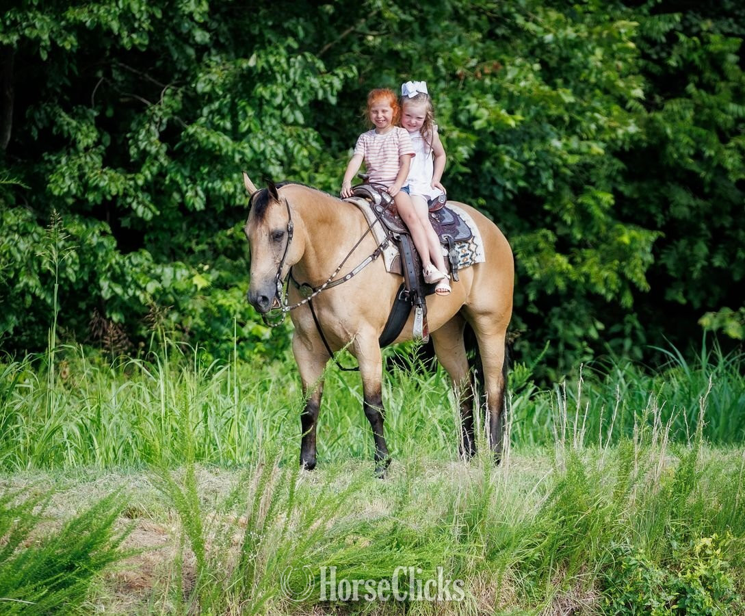 "Zeus " Buckskin Gelding Quarter Horse - Quarter Horse in Kentucky