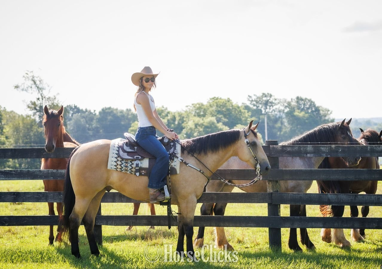 "Zeus " Buckskin Gelding Quarter Horse - Quarter Horse