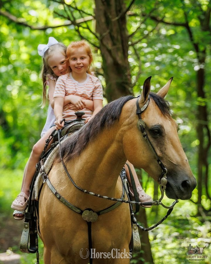 Quarter Horse - "Zeus " Buckskin Gelding Quarter Horse