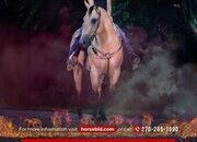 "Zeus " Buckskin Gelding Quarter Horse