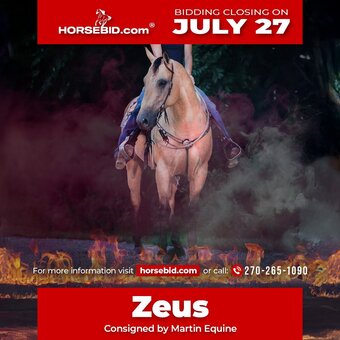 "Zeus " Buckskin Gelding Quarter Horse