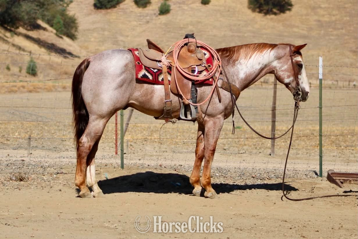"CRIMSON" Overo Gelding Paint in California