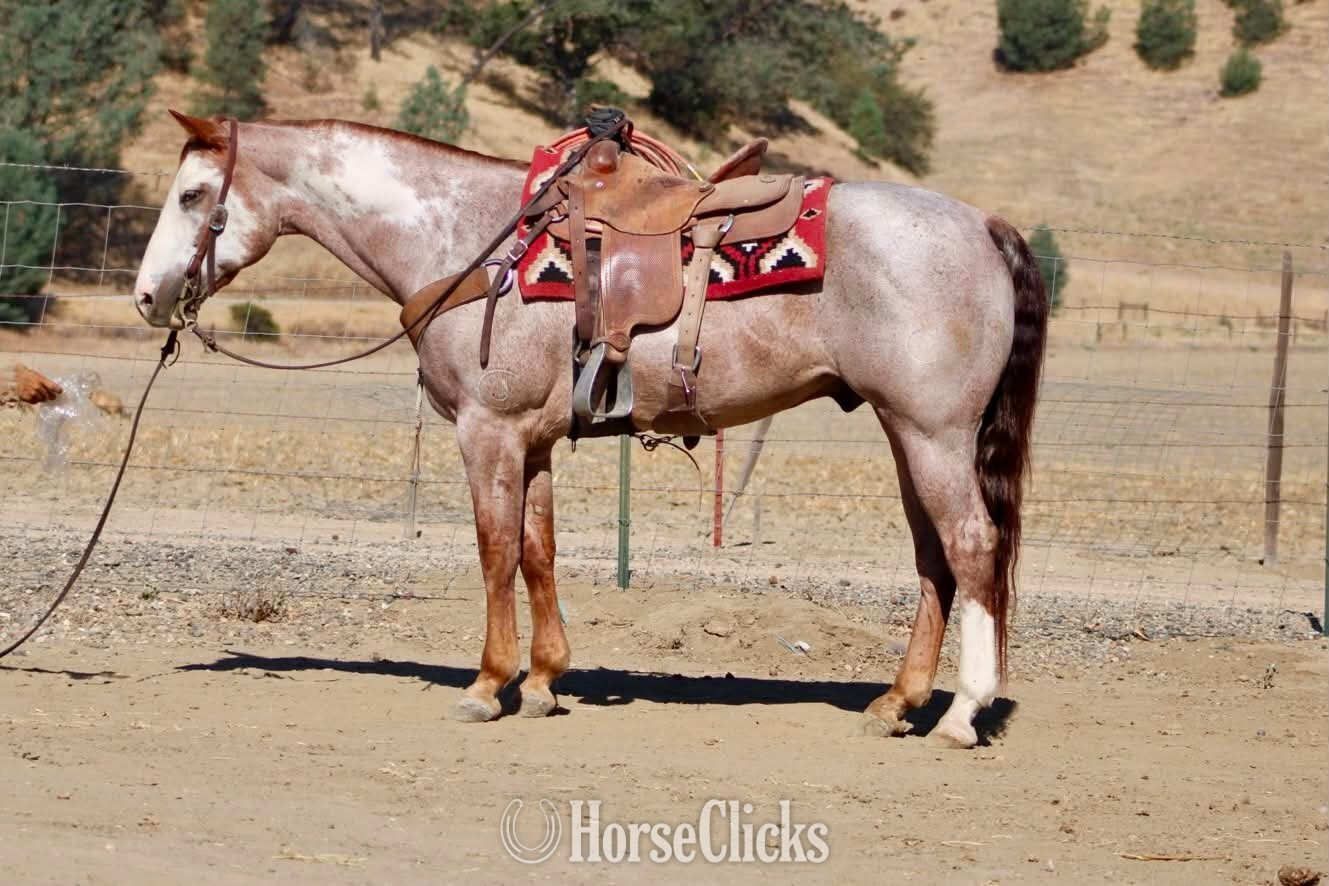 "CRIMSON" Overo Gelding Paint - Paint