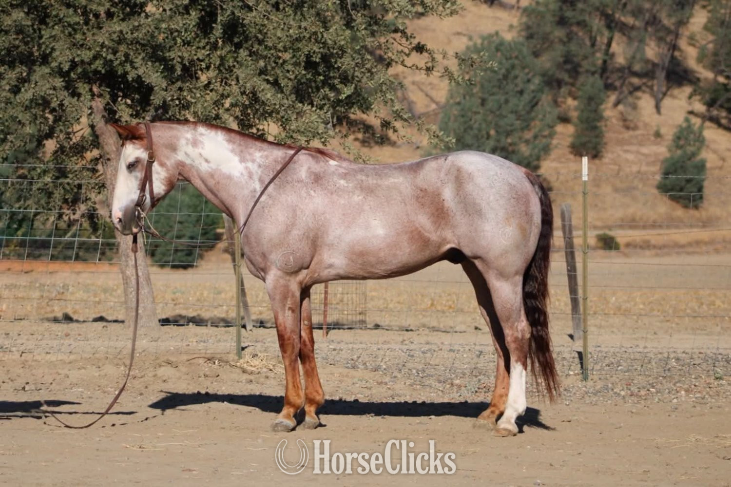 "CRIMSON" Overo Gelding Paint California