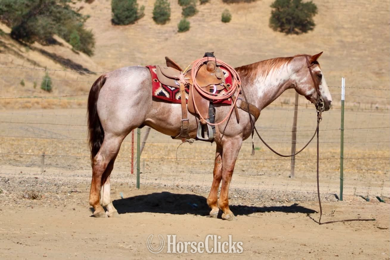 Paint - "CRIMSON" Overo Gelding Paint in California