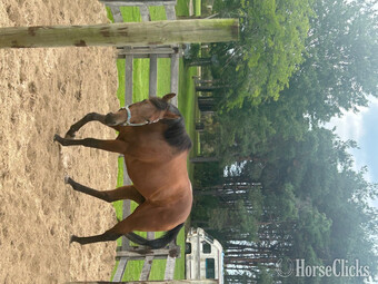 "The Boot Wildcat" Bay Gelding Thoroughbred
