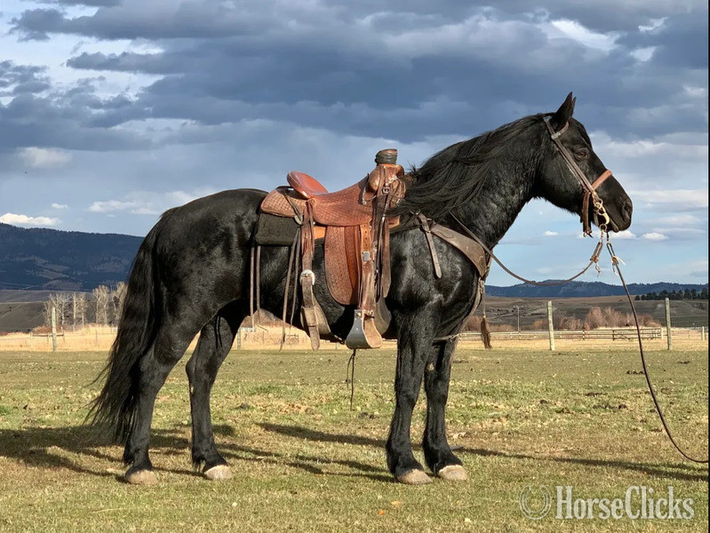 "Mamba" Black Gelding Quarter Horse in Montana