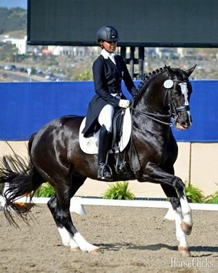 "Don Virgo" Bay Gelding Hanoverian in Illinois