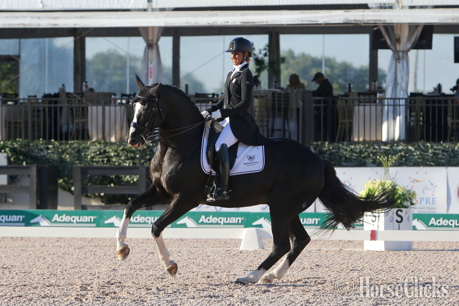 "Don Virgo" Bay Gelding Hanoverian