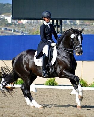 "Don Virgo" Bay Gelding Hanoverian