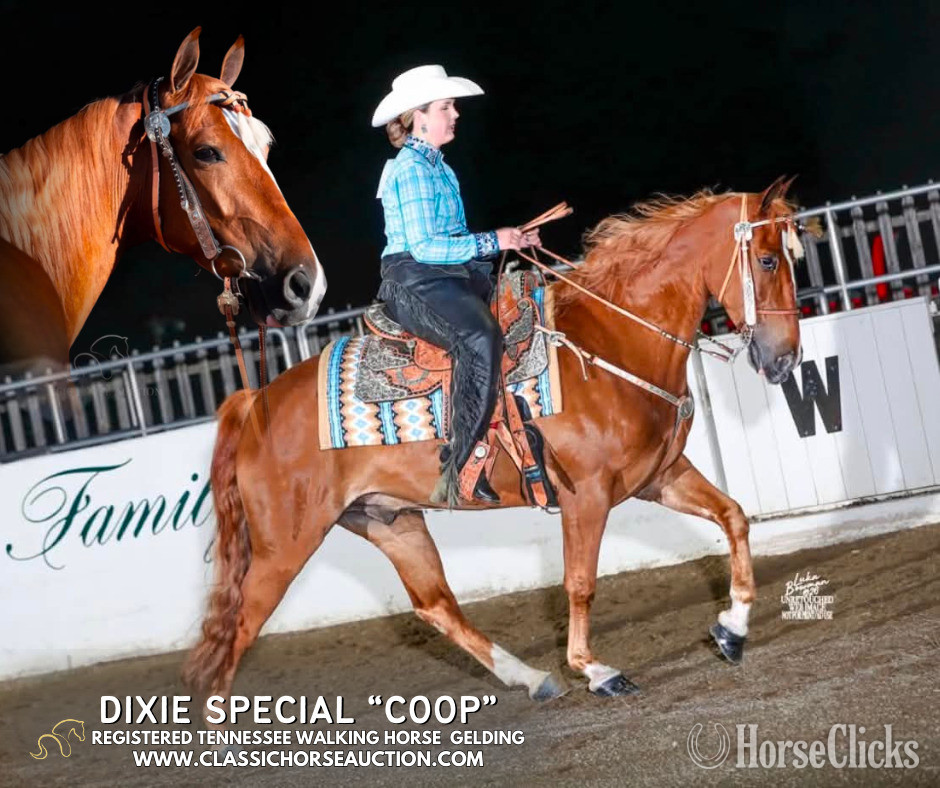 "DIXIE SPECIAL "COOP"" Sorrel Gelding Tennessee Walker in Kentucky