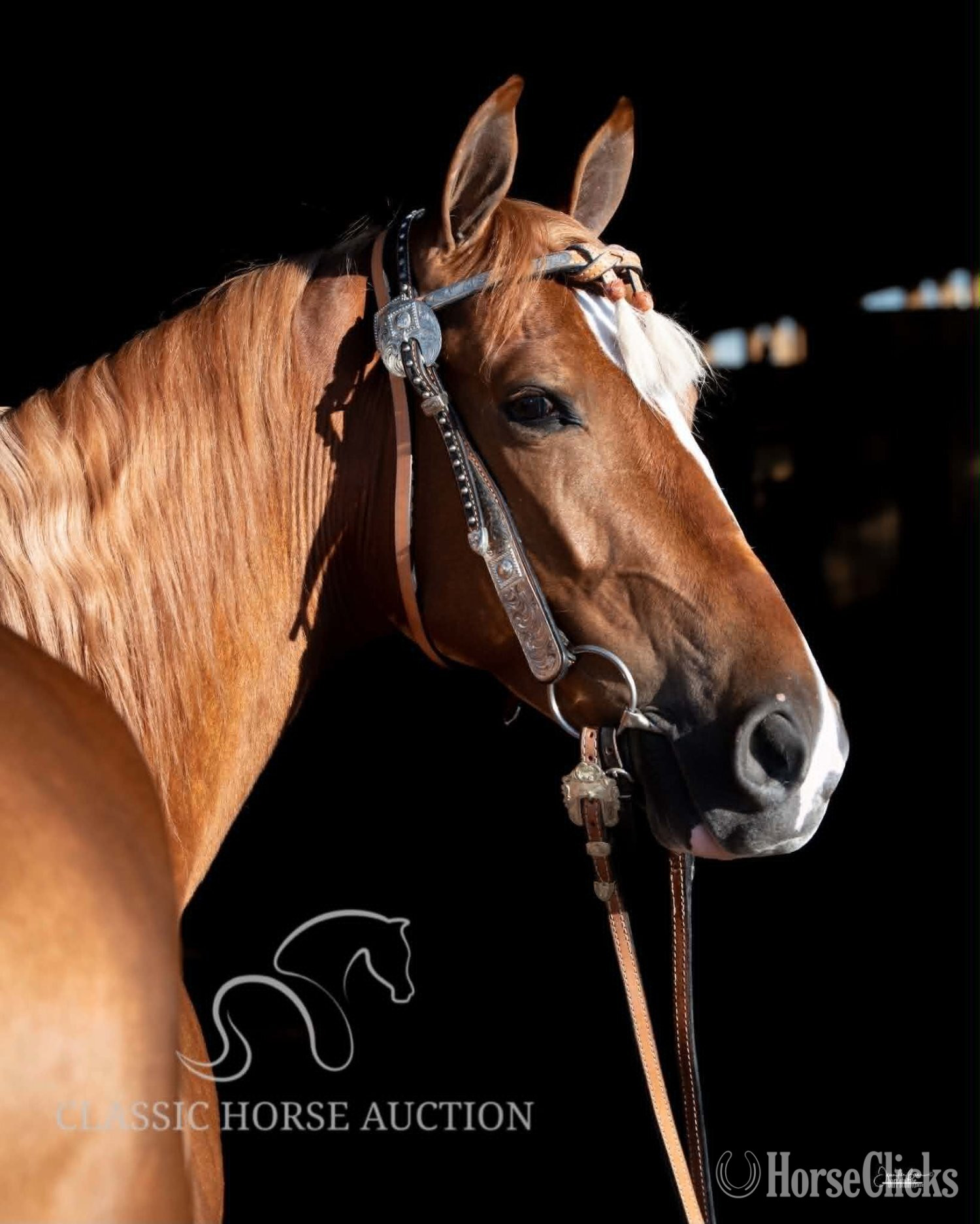 "DIXIE SPECIAL "COOP"" Sorrel Gelding Tennessee Walker - Tennessee Walker