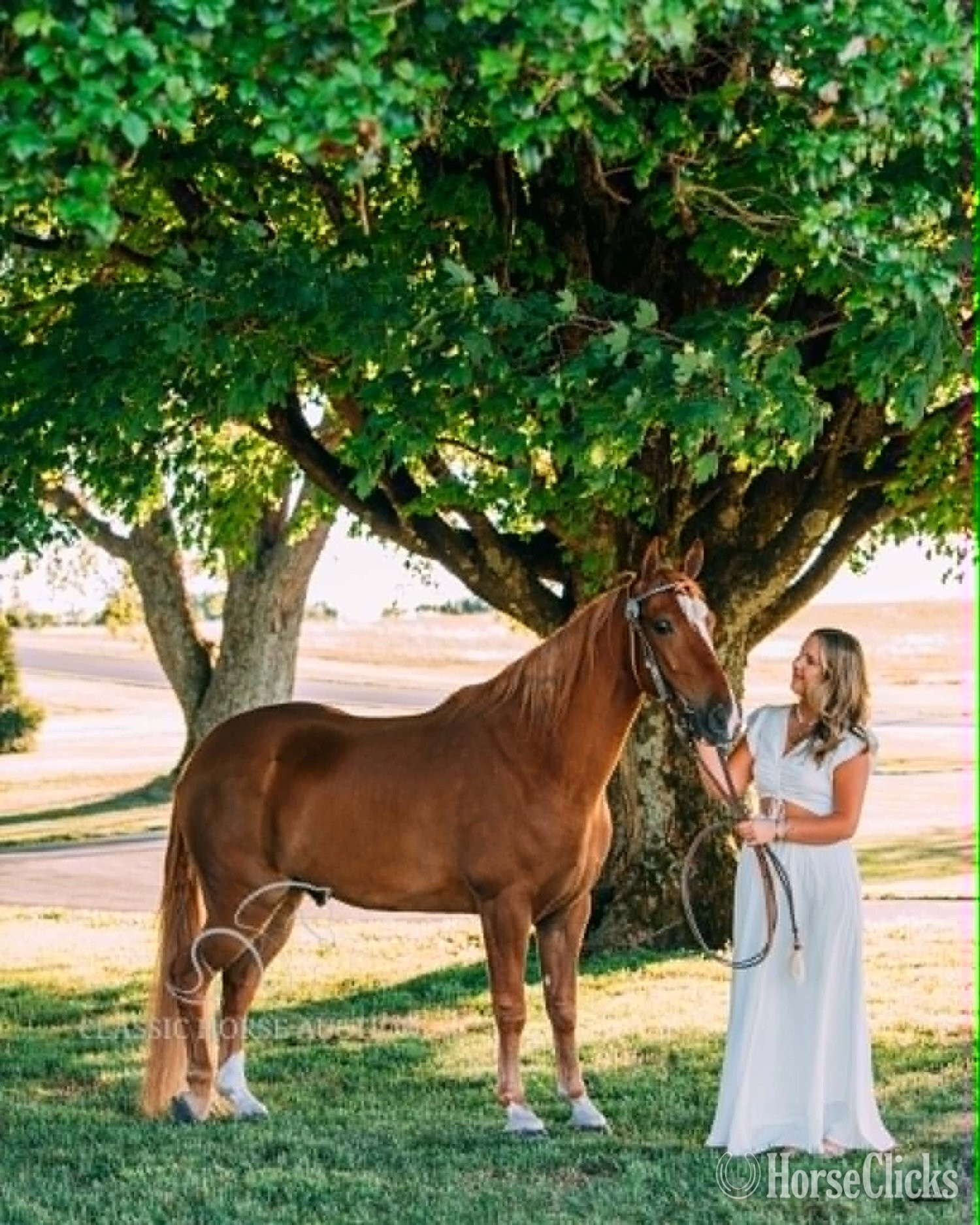 "DIXIE SPECIAL "COOP"" Sorrel Gelding Tennessee Walker Kentucky