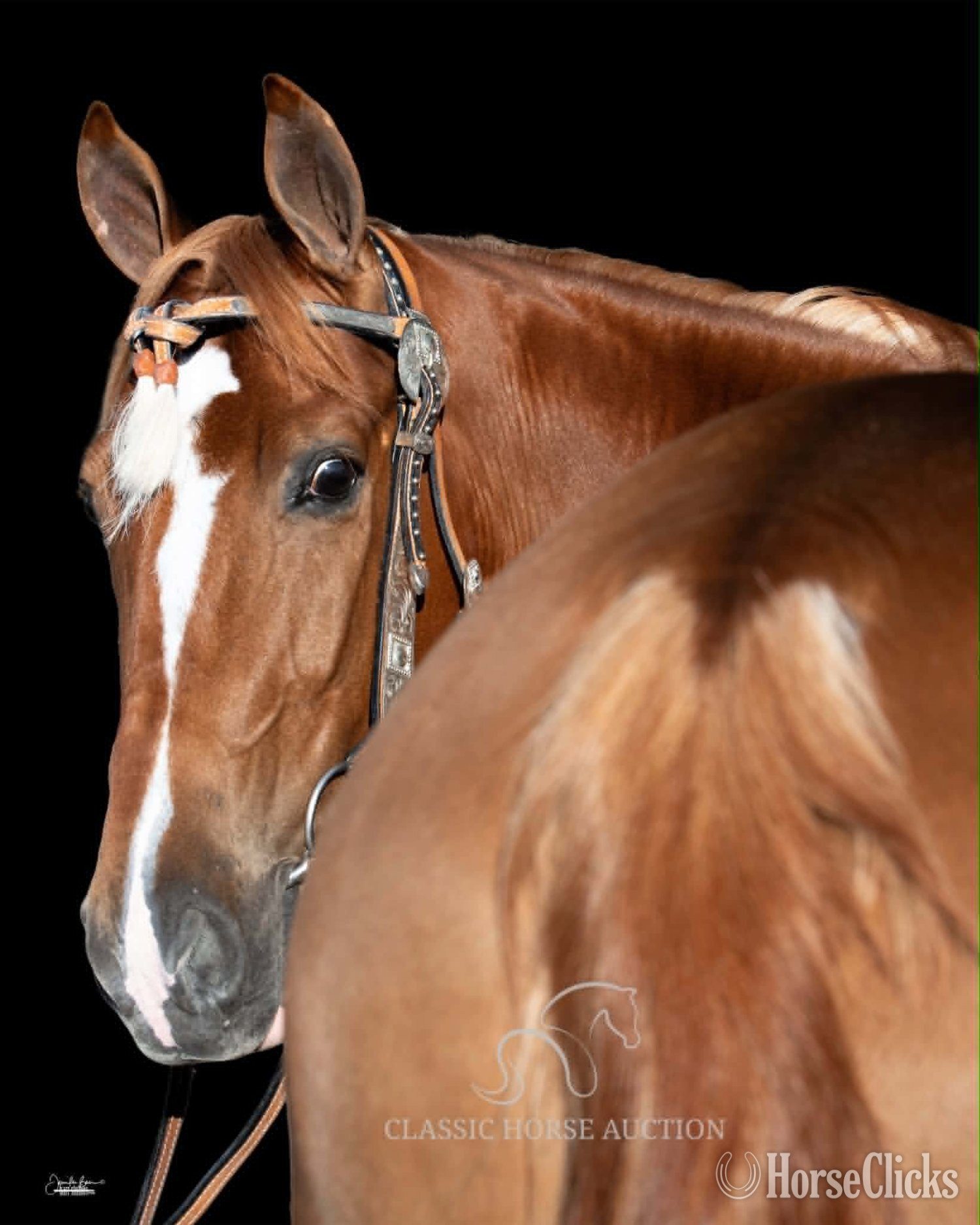 Tennessee Walker - "DIXIE SPECIAL "COOP"" Sorrel Gelding Tennessee Walker