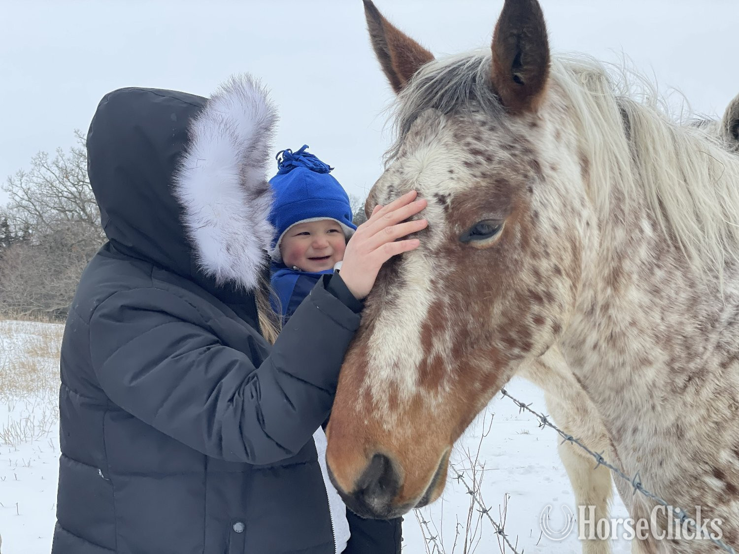 "Theo" Bay Roan Gelding Appaloosa in Iowa
