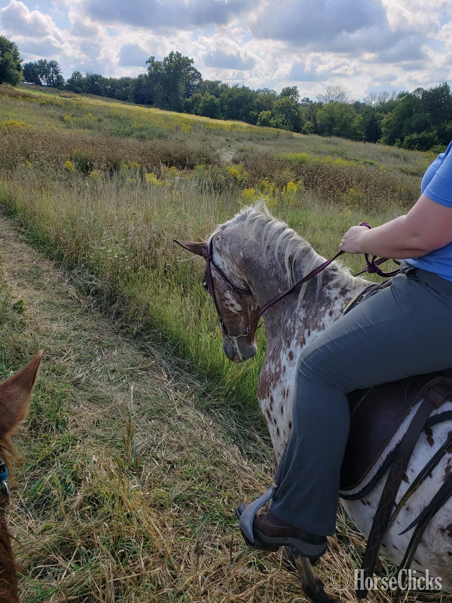 "Theo" Bay Roan Gelding Appaloosa