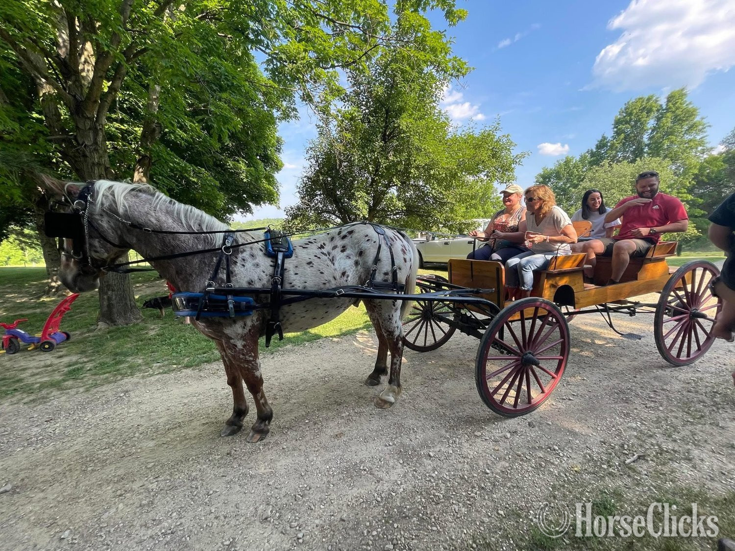 Iowa "Theo" Bay Roan Gelding Appaloosa