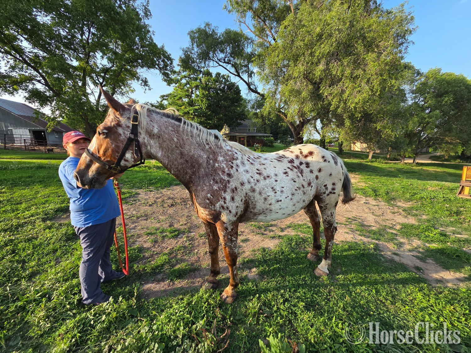 "Theo" Bay Roan Gelding Appaloosa - Appaloosa