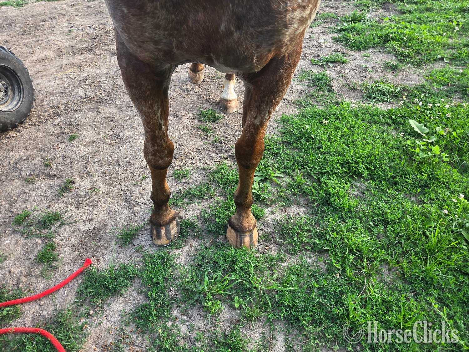 "Theo" Bay Roan Gelding Appaloosa Iowa