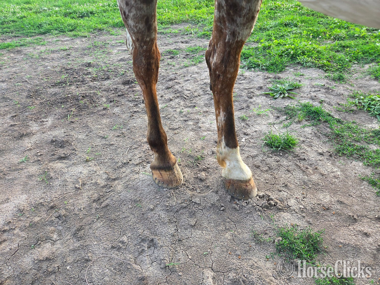 Appaloosa - "Theo" Bay Roan Gelding Appaloosa in Iowa