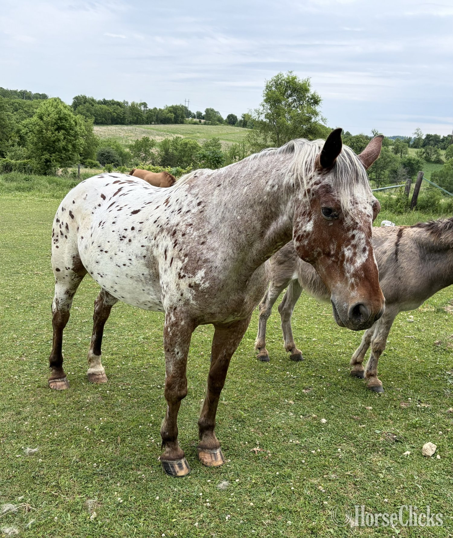 Appaloosa - "Theo" Bay Roan Gelding Appaloosa