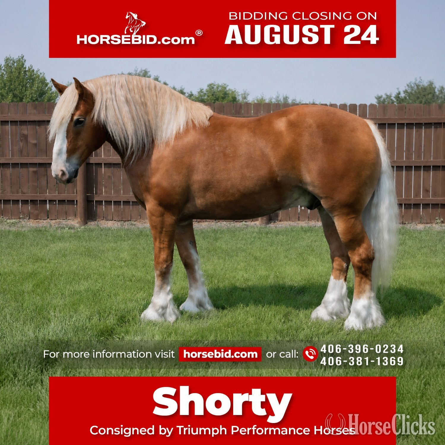 "Shorty " Chestnut Gelding Draft in Montana