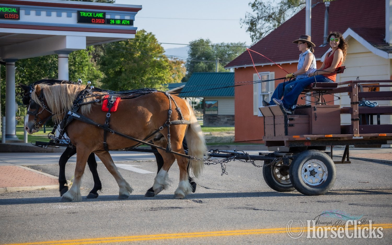 "Shorty " Chestnut Gelding Draft