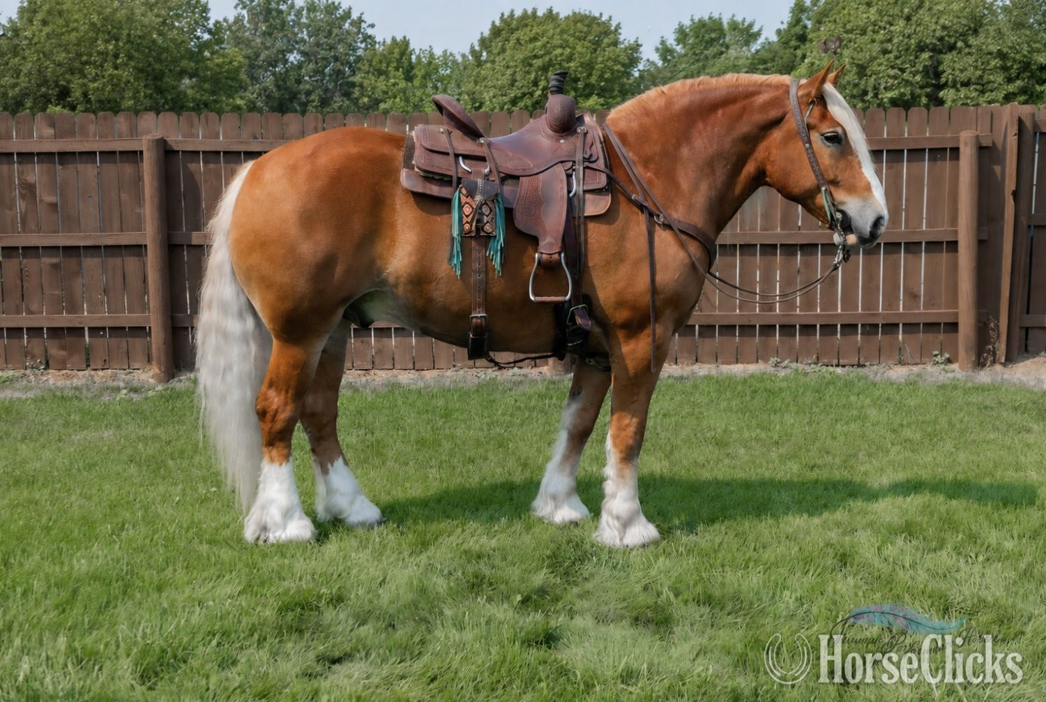 Montana "Shorty " Chestnut Gelding Draft
