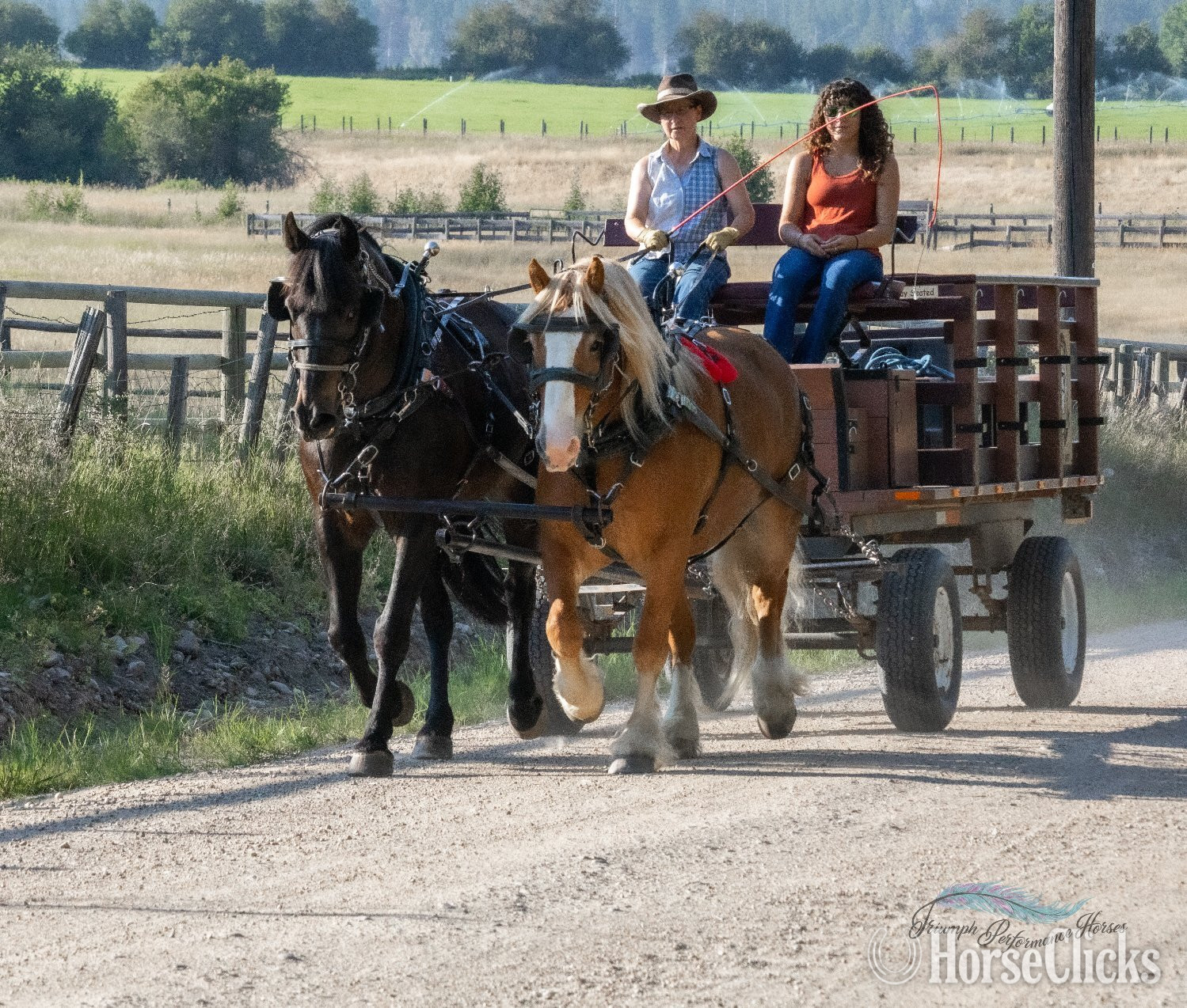 "Shorty " Chestnut Gelding Draft Montana