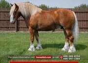 "Shorty " Chestnut Gelding Draft
