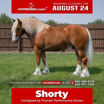 "Shorty " Chestnut Gelding Draft