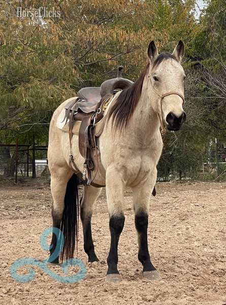 "lakota" Buckskin Gelding Quarter Horse in Texas