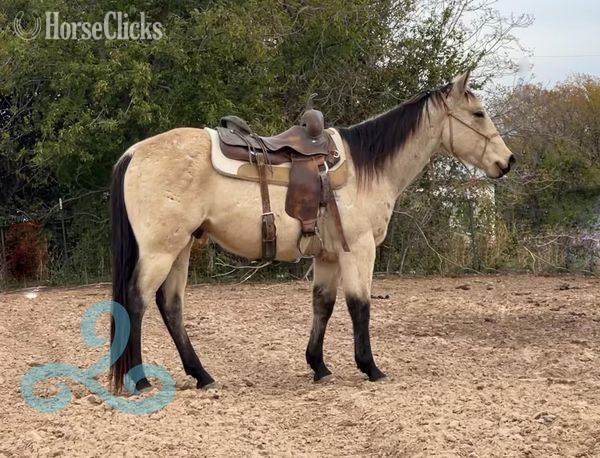 "lakota" Buckskin Gelding Quarter Horse