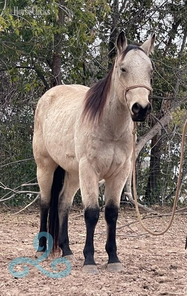 Texas "lakota" Buckskin Gelding Quarter Horse