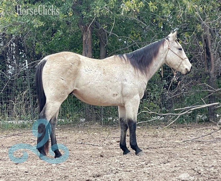 "lakota" Buckskin Gelding Quarter Horse - Quarter Horse in Texas