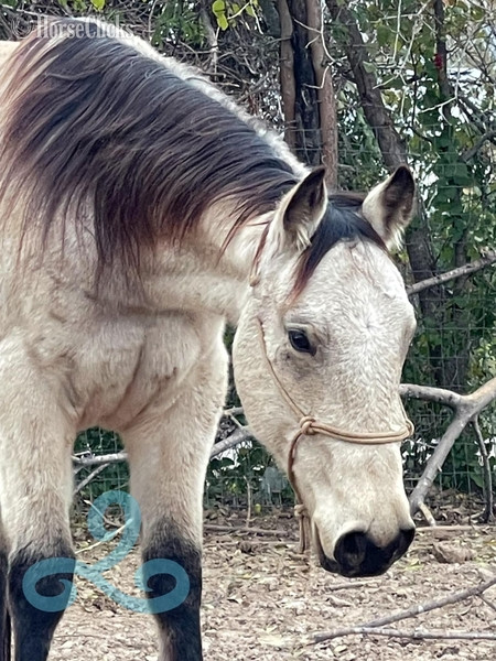 "lakota" Buckskin Gelding Quarter Horse - Quarter Horse