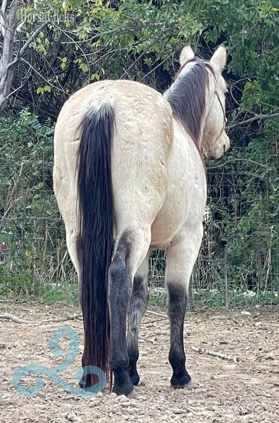 "lakota" Buckskin Gelding Quarter Horse Texas
