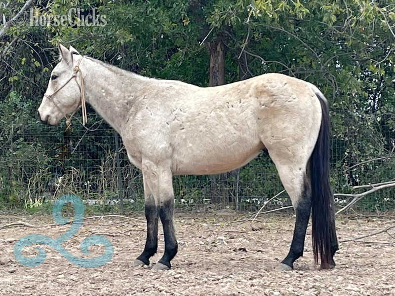 Quarter Horse - "lakota" Buckskin Gelding Quarter Horse in Texas