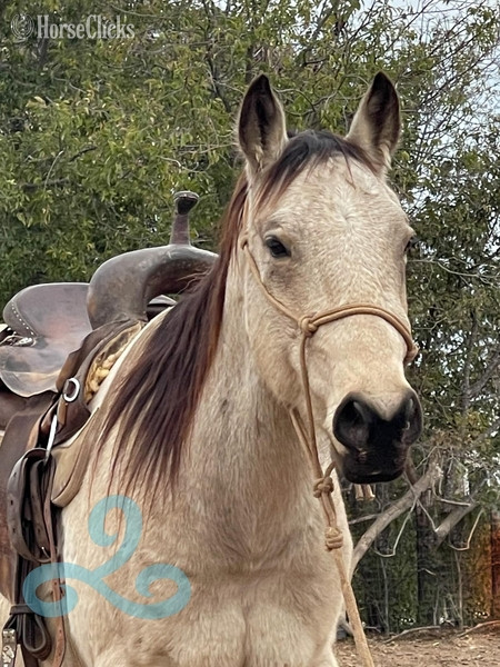 Quarter Horse - "lakota" Buckskin Gelding Quarter Horse