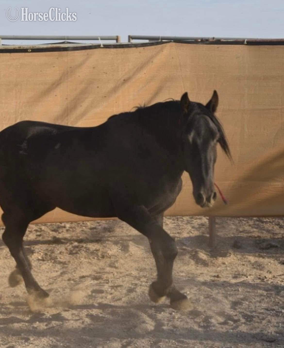 "Raven" Black Gelding Mustang in Utah