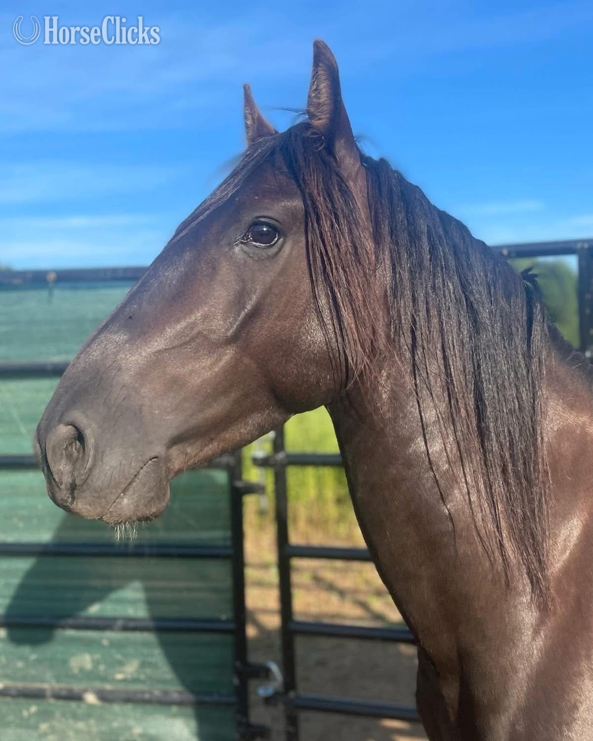 "Raven" Black Gelding Mustang