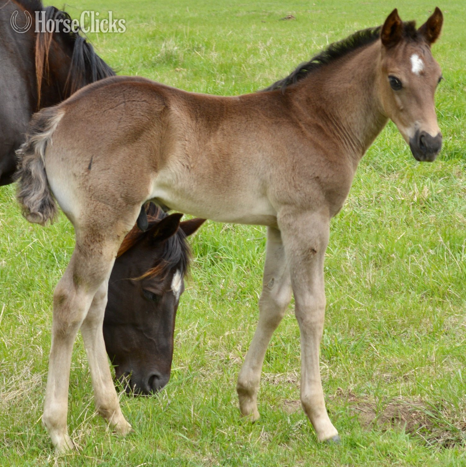 "Pete Pymts OK" Black Colt Appaloosa in Missouri