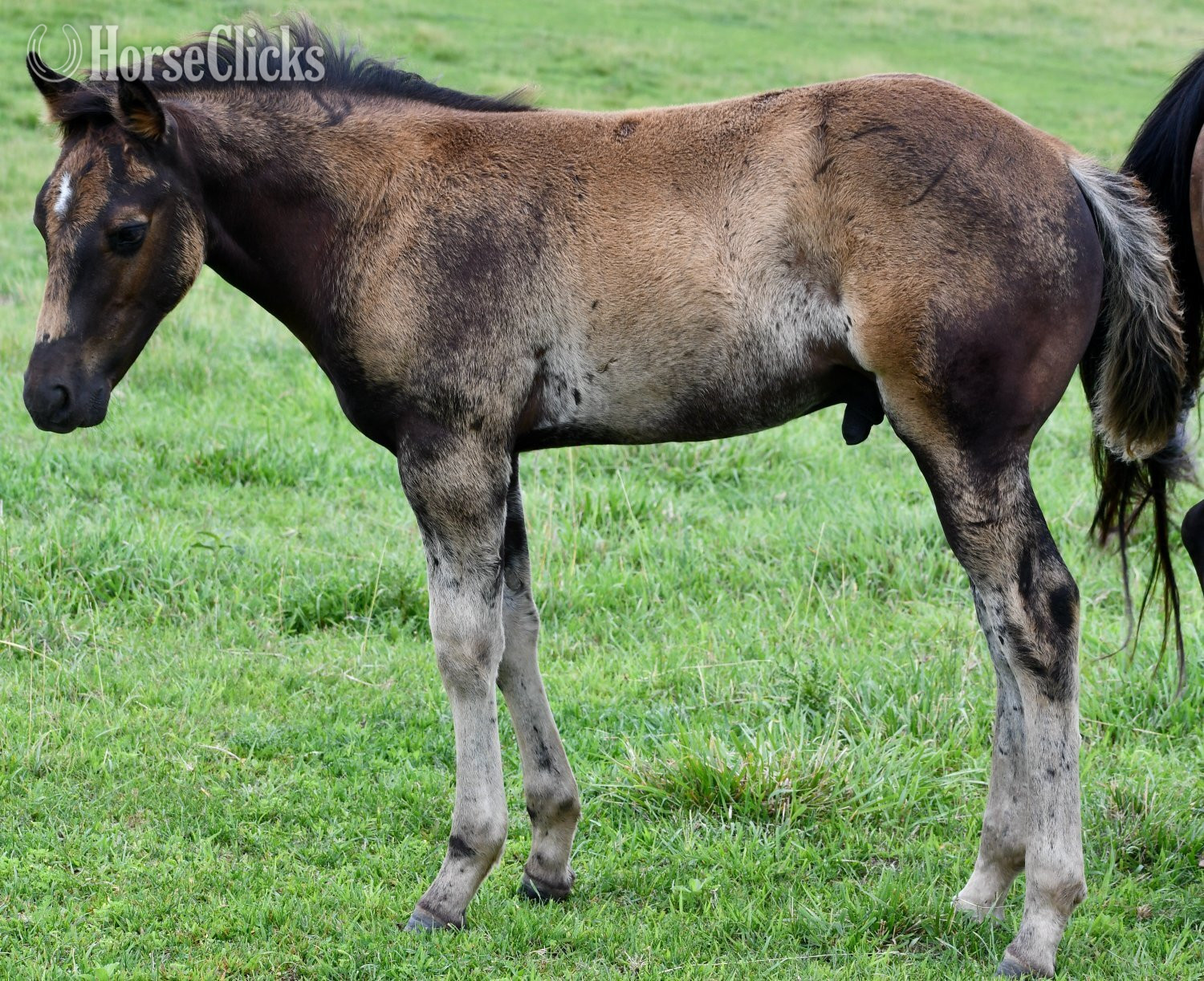 "Pete Pymts OK" Black Colt Appaloosa in Missouri