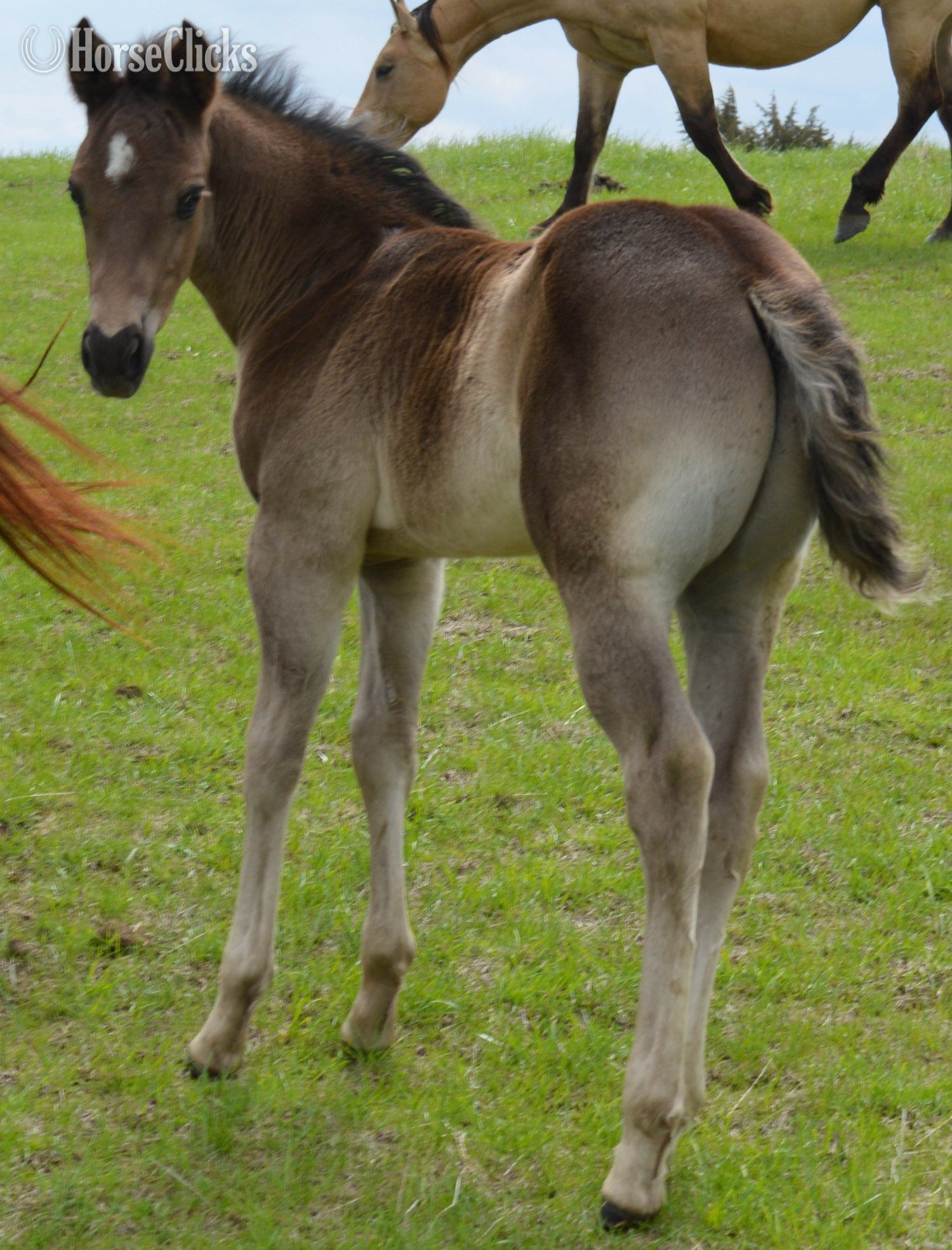"Pete Pymts OK" Black Colt Appaloosa
