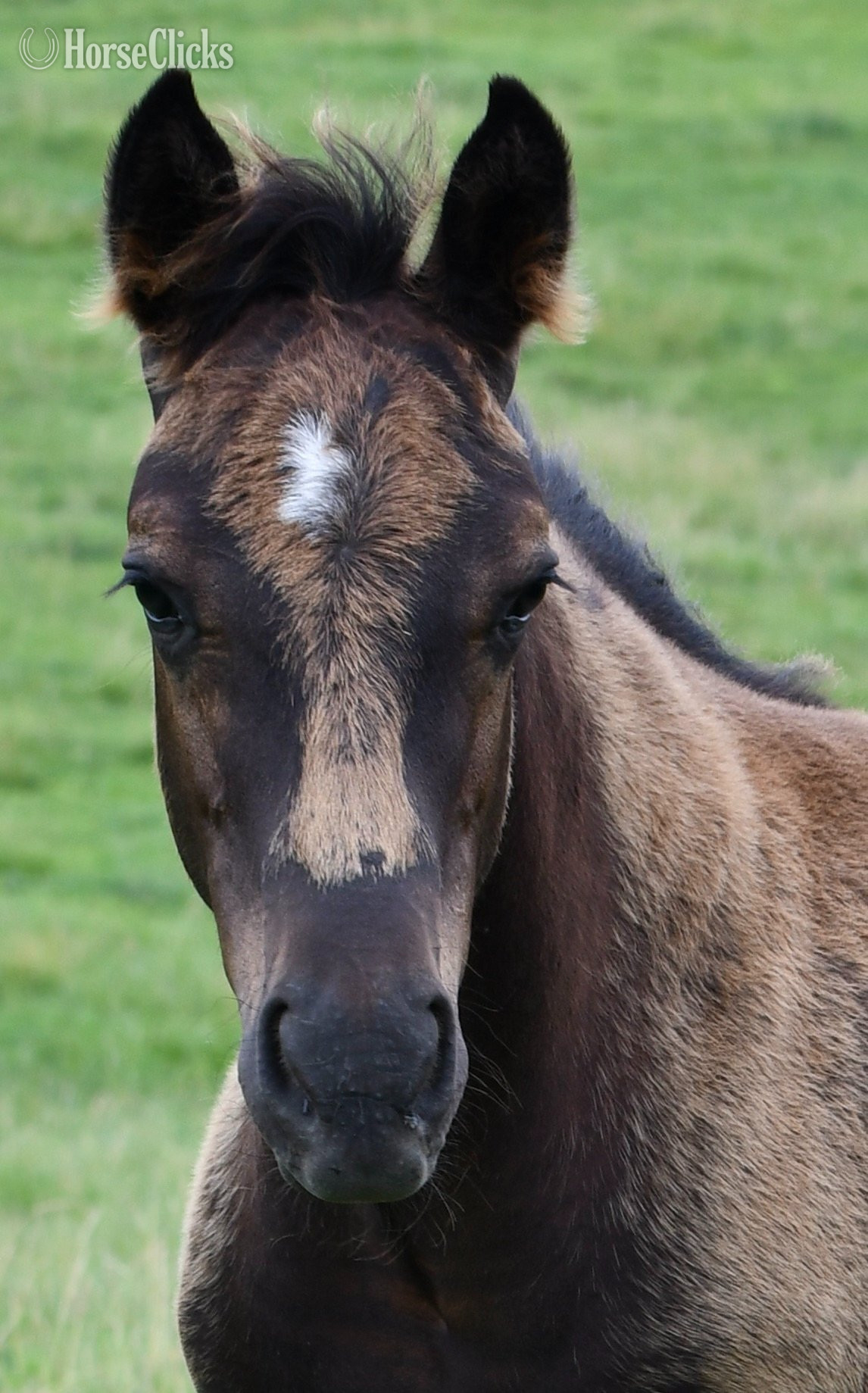 "Pete Pymts OK" Black Colt Appaloosa