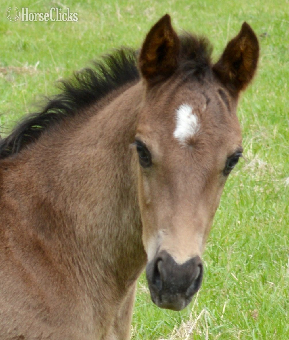 Missouri "Pete Pymts OK" Black Colt Appaloosa