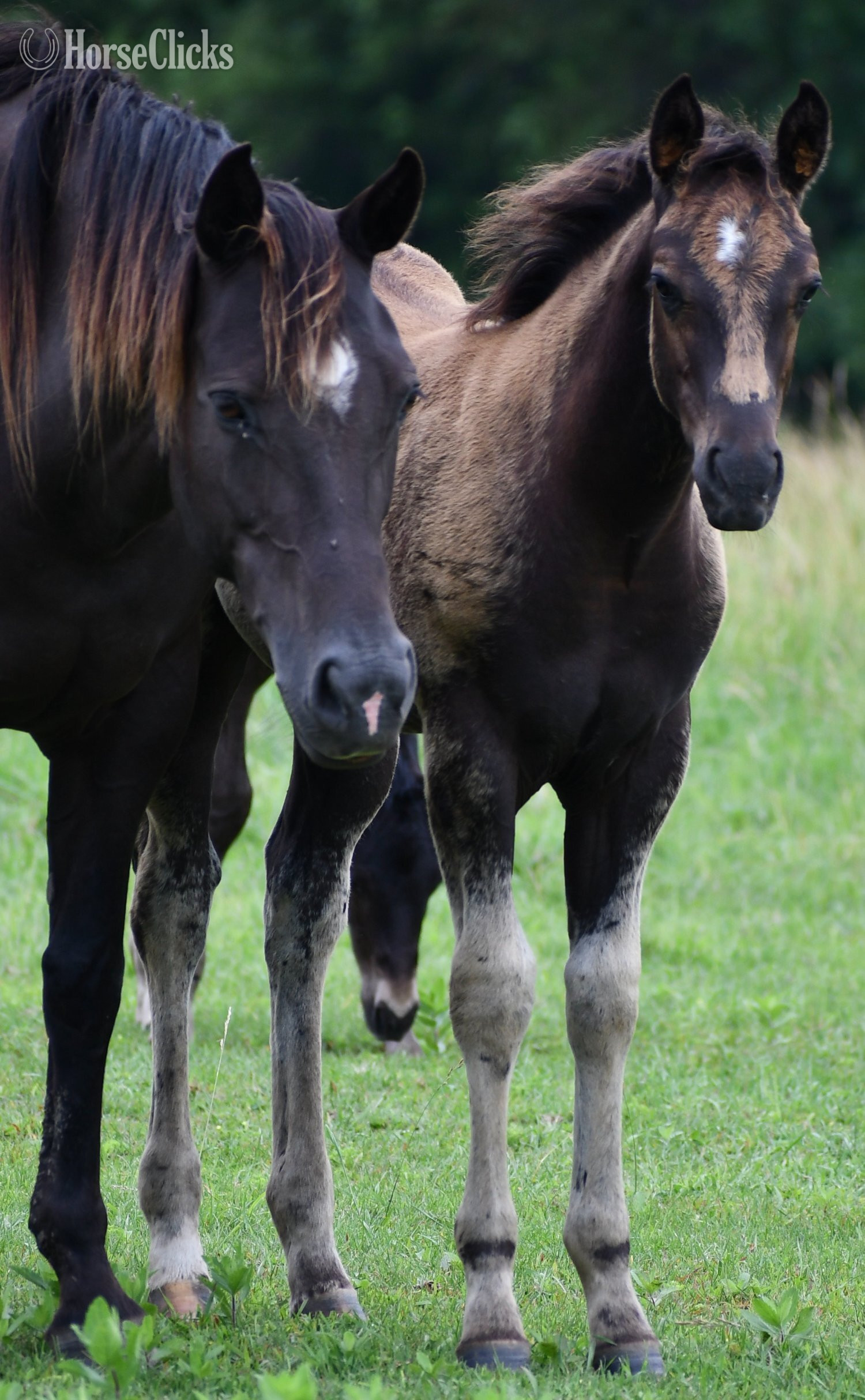 Missouri "Pete Pymts OK" Black Colt Appaloosa