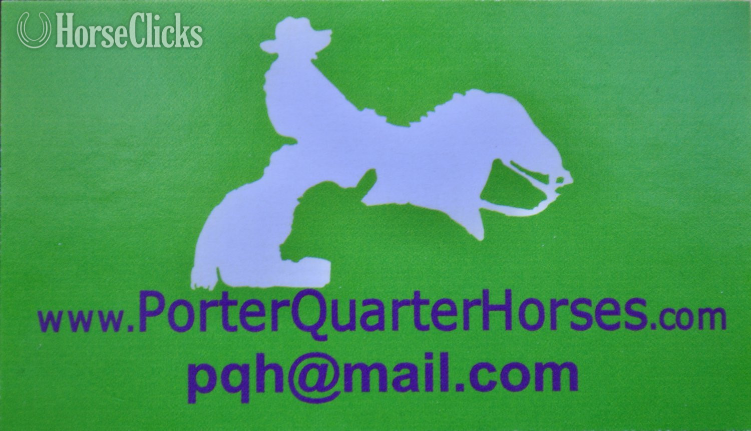 "Pete Pymts OK" Black Colt Appaloosa - Appaloosa