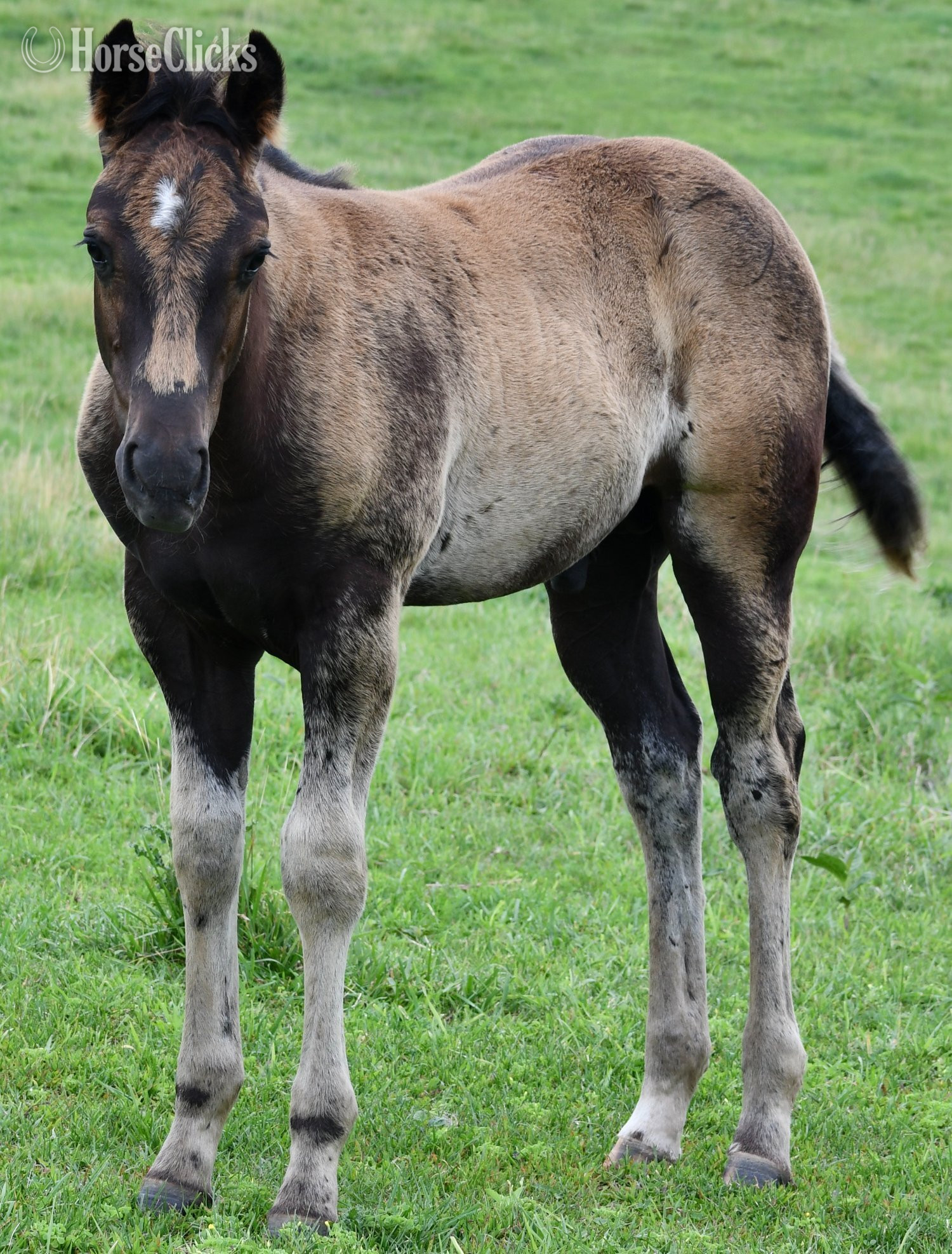 "Pete Pymts OK" Black Colt Appaloosa - Appaloosa in Missouri